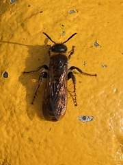 Xanthocampsomeris limosa