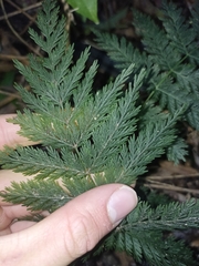 Leptopteris hymenophylloides