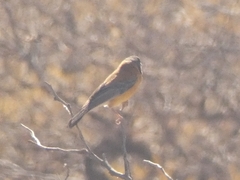 Phrygilus atriceps