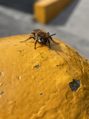 Xanthocampsomeris limosa