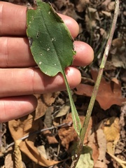 Symphyotrichum undulatum