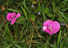 Vigna vexillata vexillata