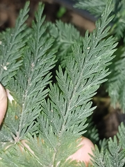 Leptopteris hymenophylloides
