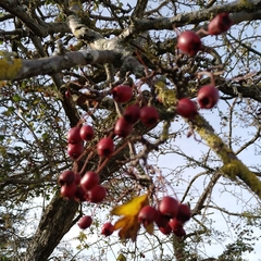 Crataegus monogyna