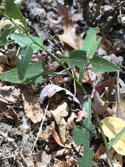 Symphyotrichum undulatum