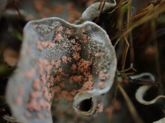 Illosporium carneum