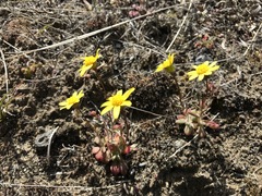 Crocidium multicaule