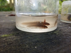Lissotriton