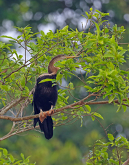 Anhinga melanogaster