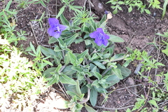 Ruellia lactea