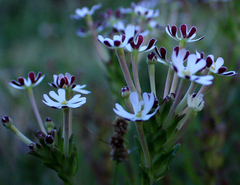 Zaluzianskya maritima