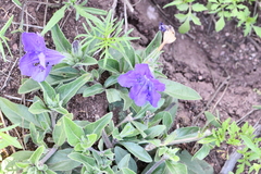 Ruellia lactea