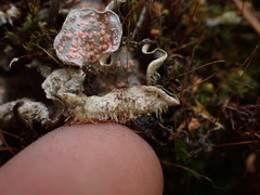 Illosporium carneum