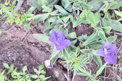 Ruellia lactea