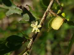 Erythroxylum microphyllum