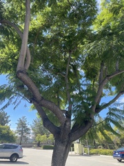 Koelreuteria bipinnata