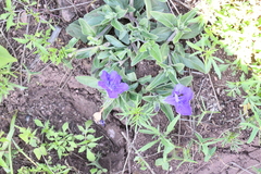 Ruellia lactea
