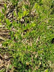 Erythroxylum microphyllum