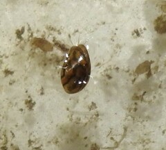 Chlamydotheca arcuata