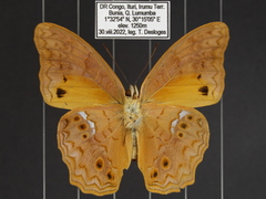 Lachnoptera anticlia