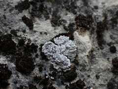 Toninia candida