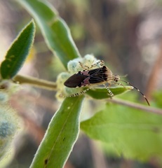 Hypselonotus punctiventris