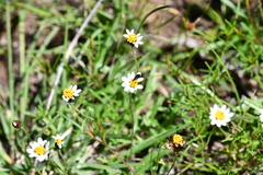 Tridax coronopifolia