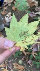 Aceria pseudoplatani