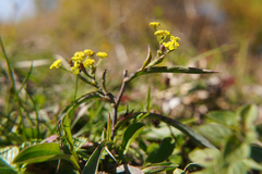 Bupleurum falcatum
