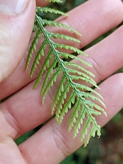 Notogrammitis heterophylla