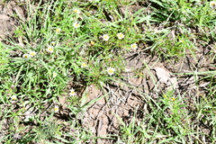 Tridax coronopifolia