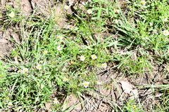 Tridax coronopifolia