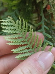 Notogrammitis heterophylla