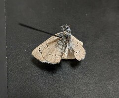 Glaucopsyche lygdamus