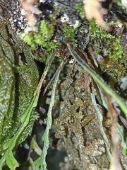 Notogrammitis heterophylla