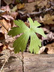 Geranium maculatum