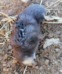 Chrysochloris asiatica