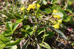 Bupleurum falcatum