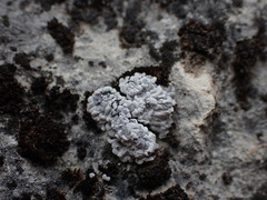 Toninia candida
