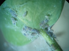 Ctenarytaina eucalypti