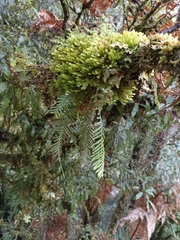 Notogrammitis heterophylla