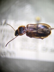 Bradycellus atrimedeus