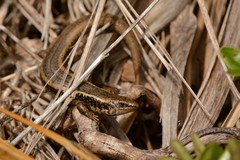 Oligosoma kokowai