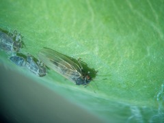 Ctenarytaina eucalypti