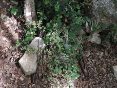 Pseudoturritis turrita