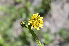 Verbesina tetraptera