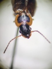Bradycellus atrimedeus