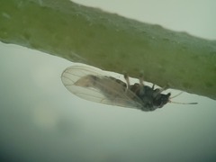 Ctenarytaina eucalypti