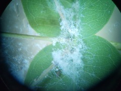 Ctenarytaina eucalypti