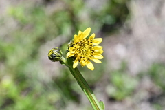 Verbesina tetraptera